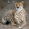 Gepard